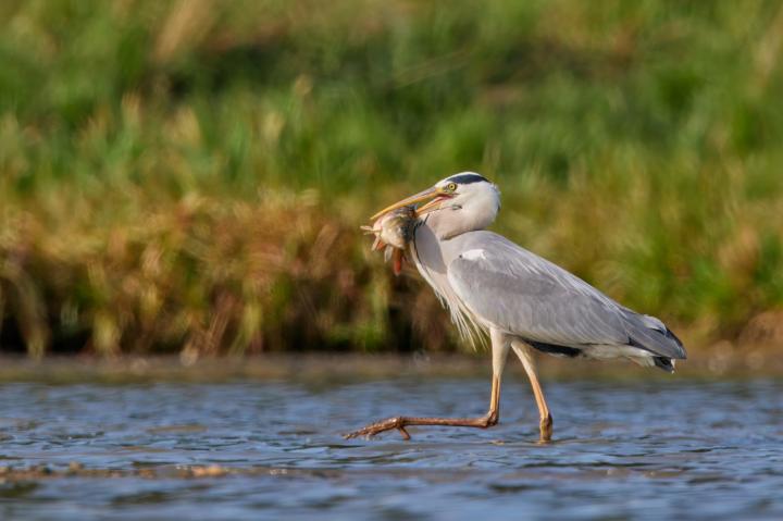 Volavka popelavá (Ardea cinerea)