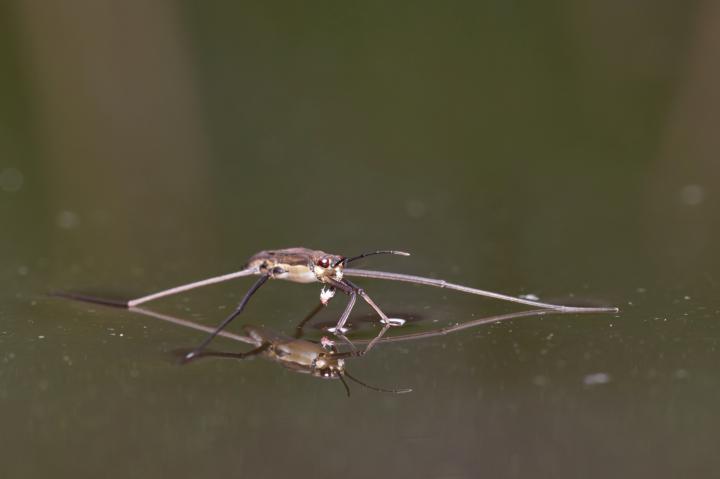 Bruslařka obecná (Gerris lacustris)