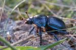 Chrobák lesní (Anoplotrupes stercorosus)