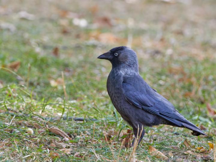 Kavka obecná (Corvus monedula)