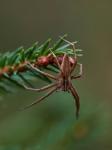 Lovčík hajní (Pisaura mirabilis)