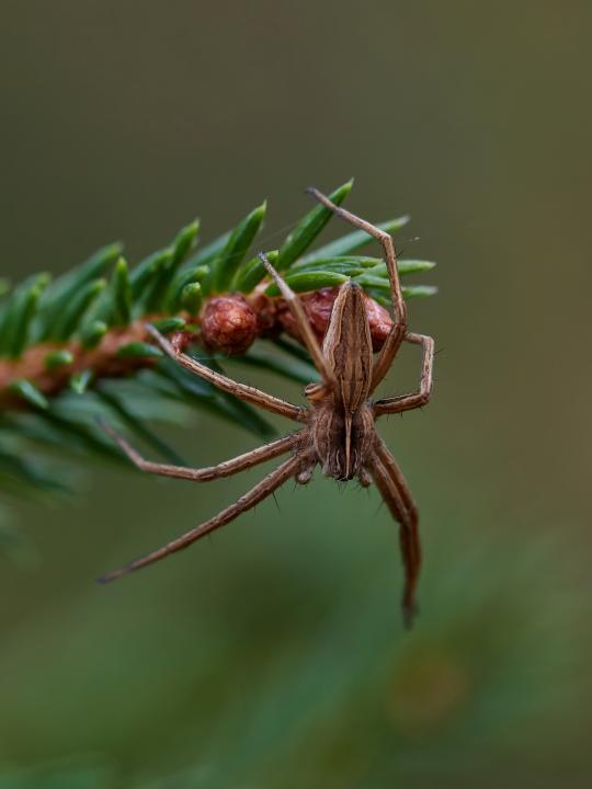 Lovčík hajní (Pisaura mirabilis)