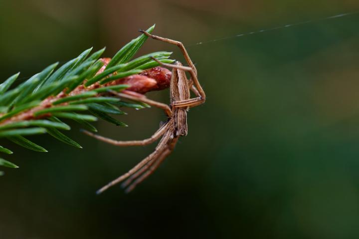 Lovčík hajní (Pisaura mirabilis)