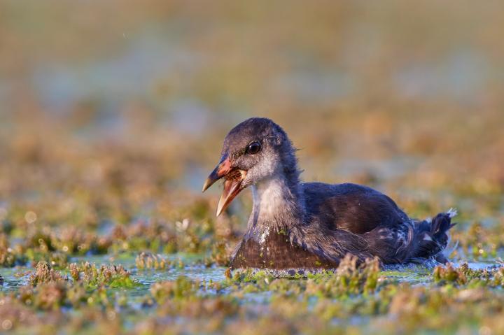 Slípka zelenonohá (Gallinula chloropus)