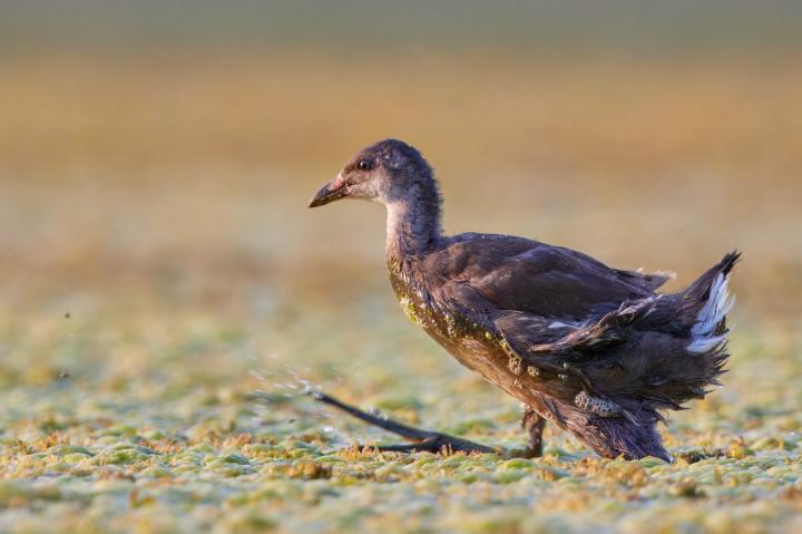 Slípka zelenonohá (Gallinula chloropus)