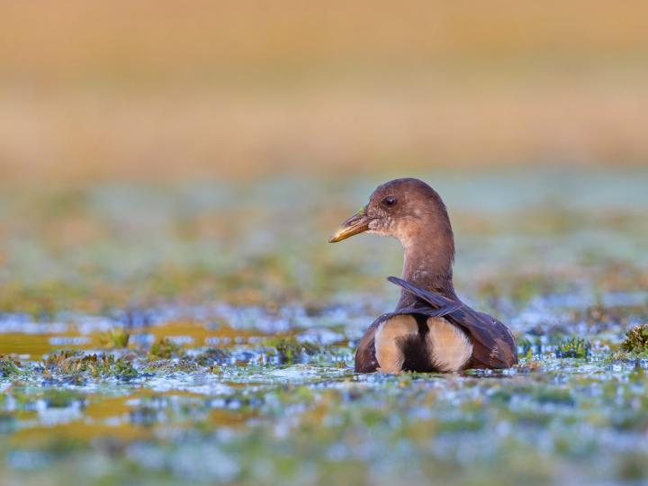 Slípka zelenonohá (Gallinula chloropus)