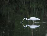 Volavka bílá (Egretta alba)