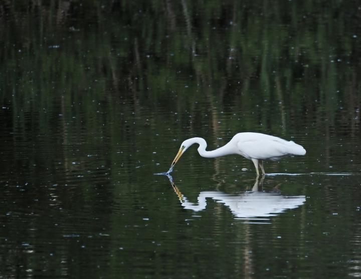 Volavka bílá (Egretta alba)