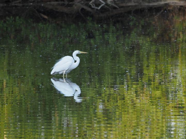 Volavka bílá (Egretta alba)