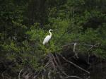 Volavka bílá (Egretta alba)