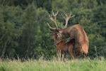 Jelen lesní (Cervus elaphus)