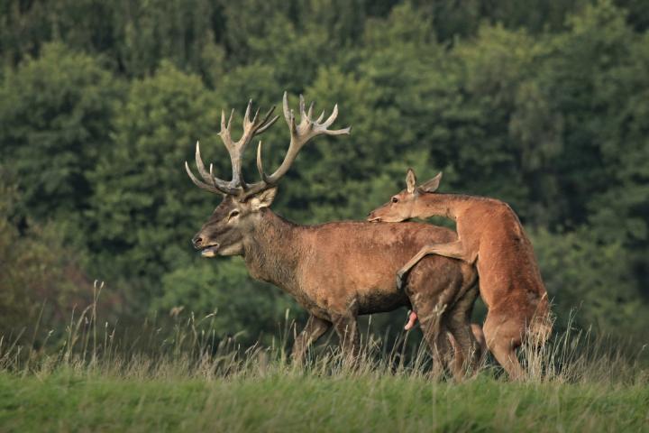 Jelen lesní (Cervus elaphus)