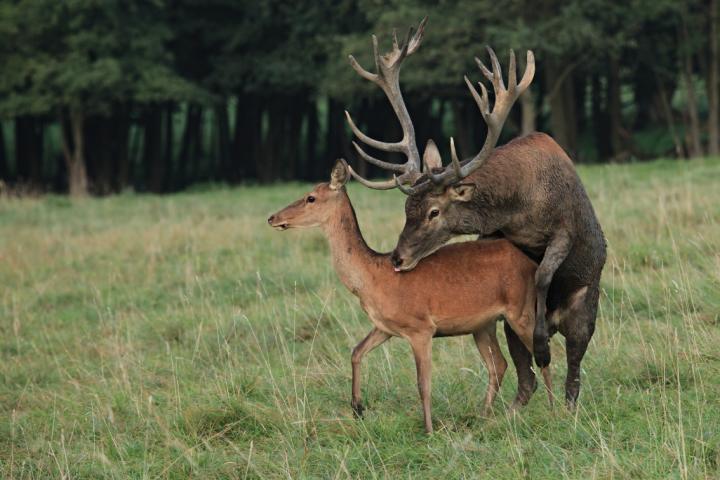 Jelen lesní (Cervus elaphus)