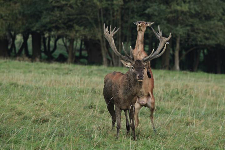 Jelen lesní (Cervus elaphus)