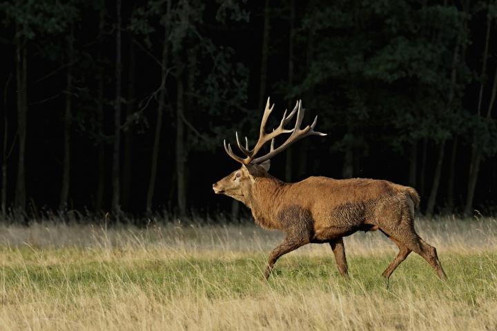 Jelen lesní (Cervus elaphus)