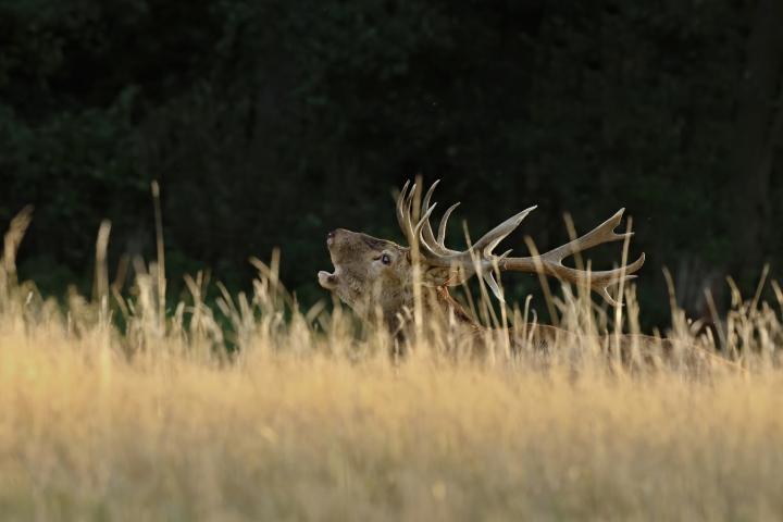 Jelen lesní (Cervus elaphus)