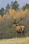 Jelen lesní (Cervus elaphus)