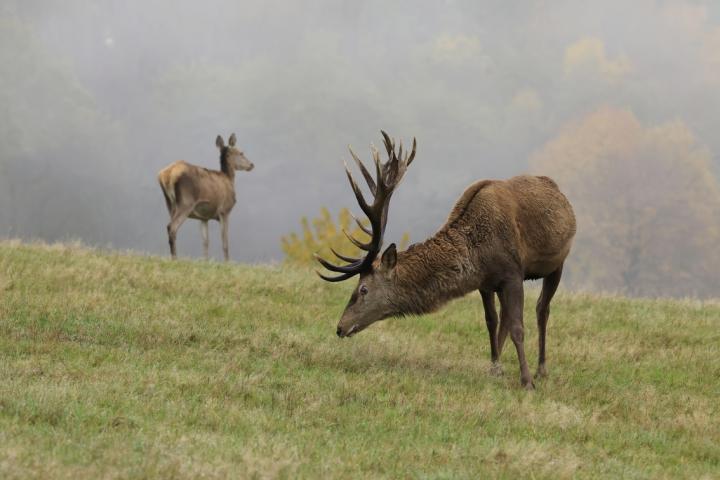 Jelen lesní (Cervus elaphus)