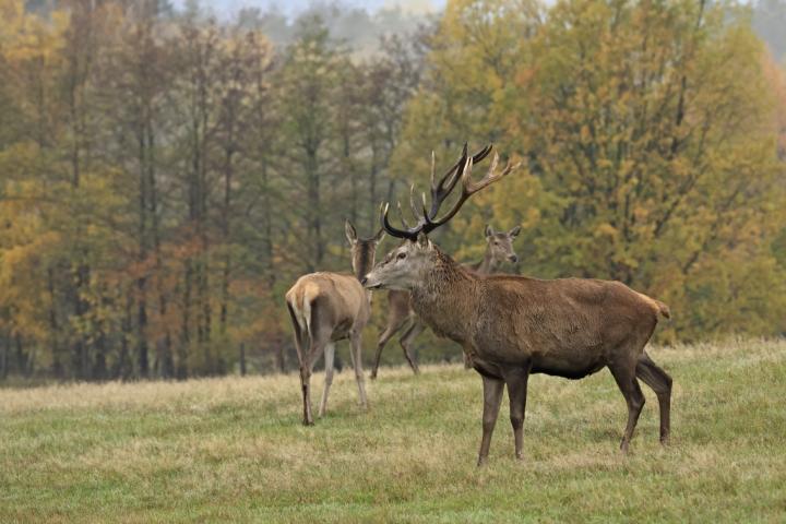 Jelen lesní (Cervus elaphus)