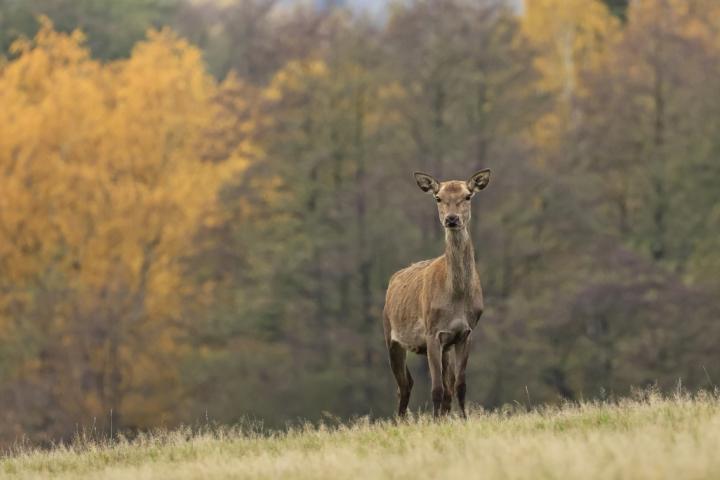 Jelen lesní (Cervus elaphus)