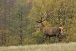 Jelen lesní (Cervus elaphus)