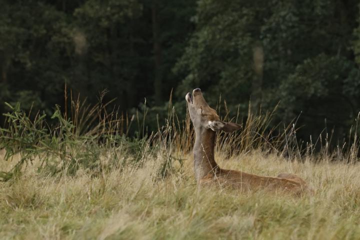 Jelen lesní (Cervus elaphus)