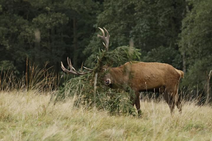 Jelen lesní (Cervus elaphus)