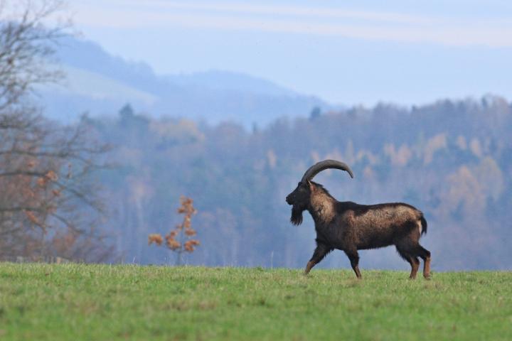 Koza bezoárová (Capra aegagrus)