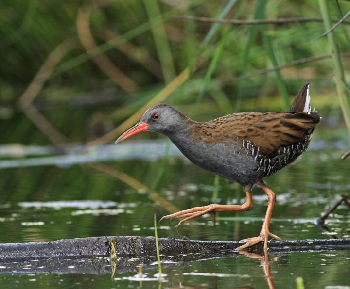 Chřástal vodní (Rallus aquaticus)