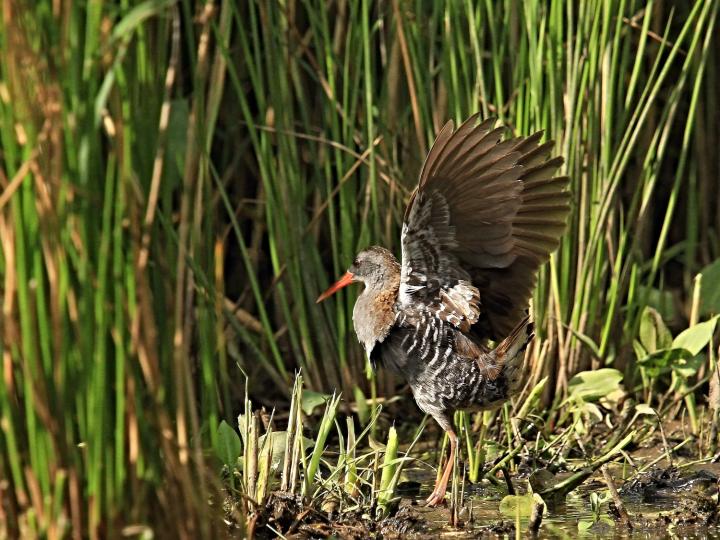 Chřástal vodní (Rallus aquaticus)