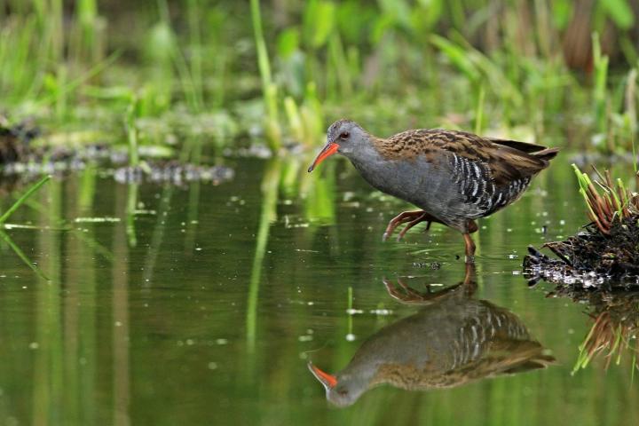 Chřástal vodní (Rallus aquaticus)