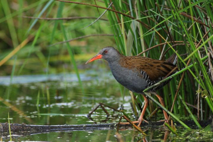 Chřástal vodní (Rallus aquaticus)