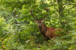 Jelen lesní (Cervus elaphus)