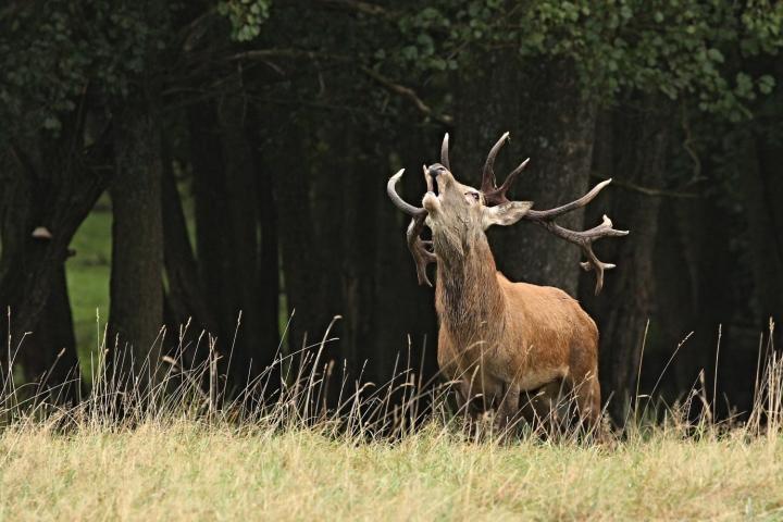 Jelen lesní (Cervus elaphus)