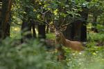 Jelen lesní (Cervus elaphus)