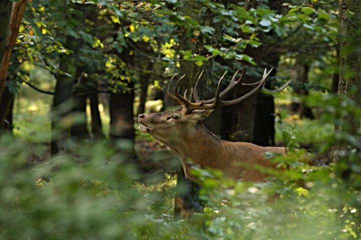 Jelen lesní (Cervus elaphus)