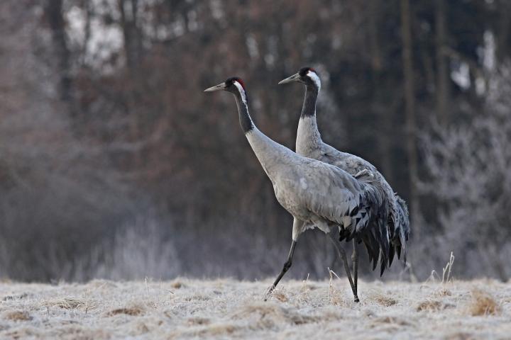  Jeřáb popelavý  ( Grus grus)