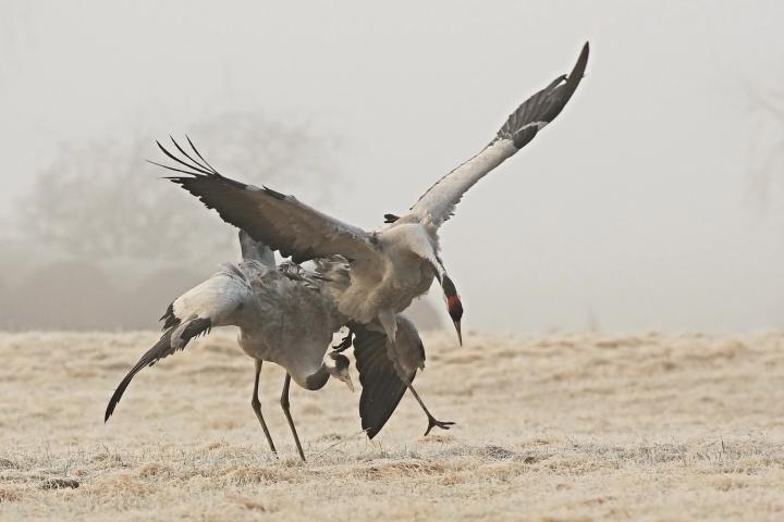  Jeřáb popelavý  ( Grus grus)