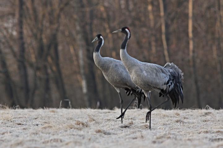  Jeřáb popelavý  ( Grus grus)