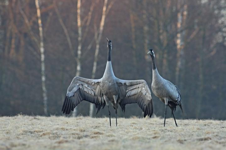  Jeřáb popelavý  ( Grus grus)