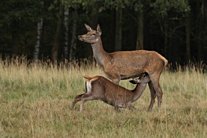 Jelen lesní (Cervus elaphus)