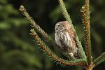 Kulíšek nejmenší (Glaucidium passerinum)