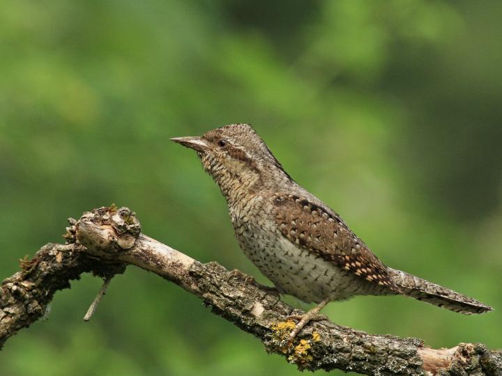 Krutihlav obecný (Jynx torquilla)