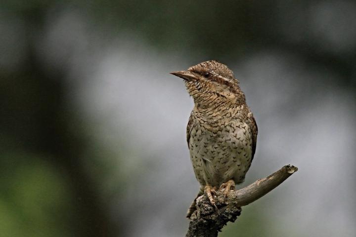 Krutihlav obecný (Jynx torquilla)