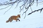  Liška obecná ( Vulpes Vulpes)