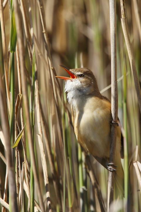 Rákosník velký (Acrocephalus arundinaceus)