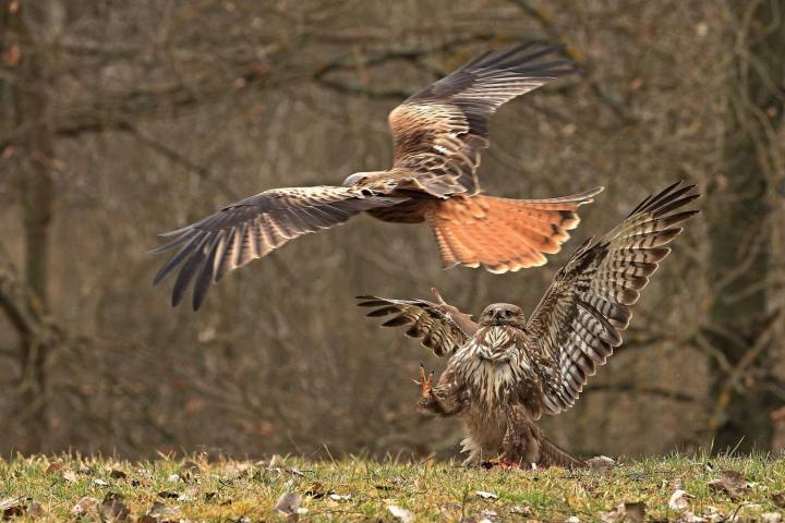 Káně lesní (Buteo buteo)