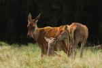 Jelen lesní (Cervus elaphus)