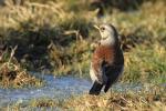 Drozd kvíčala (Turdus pilaris)