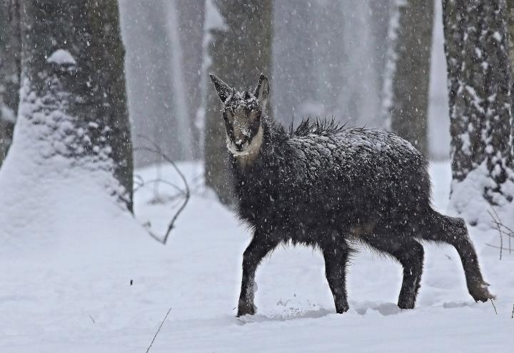 Kamzík horský (Rupicapra rupicapra)